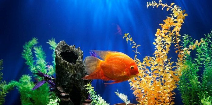 Che tempo che fa - acquario