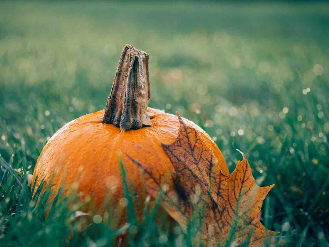 Zucca di Halloween