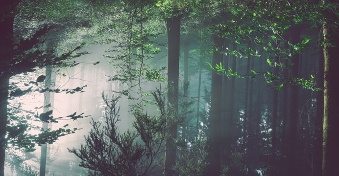 Monteperdido - foresta